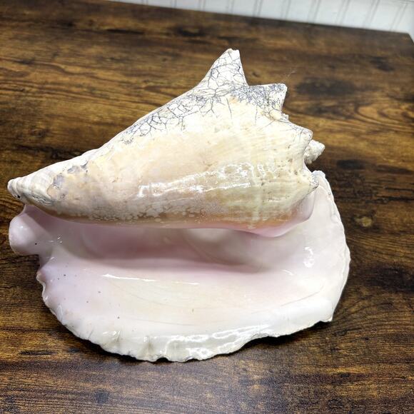 Natural Queen Horned Conch Shell 8.5" GORGEOUS COLORS Peach Glossy Pink Inside - Picture 9 of 9